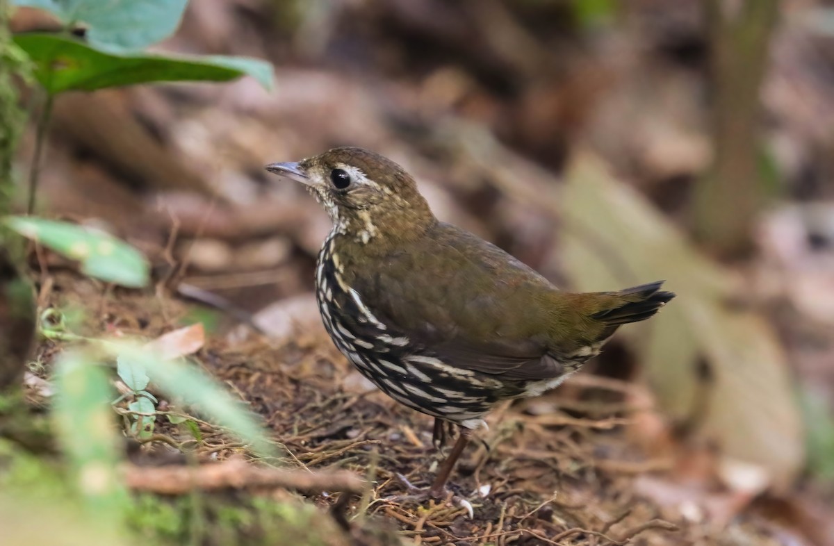 Short-tailed Antthrush - ML646360328
