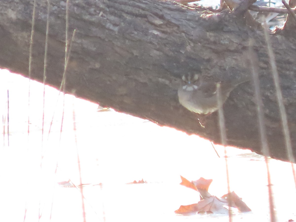 White-throated Sparrow - ML646360331