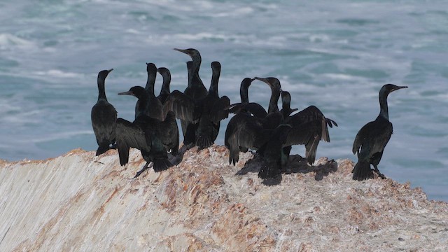 Brandt's Cormorant - ML646360332