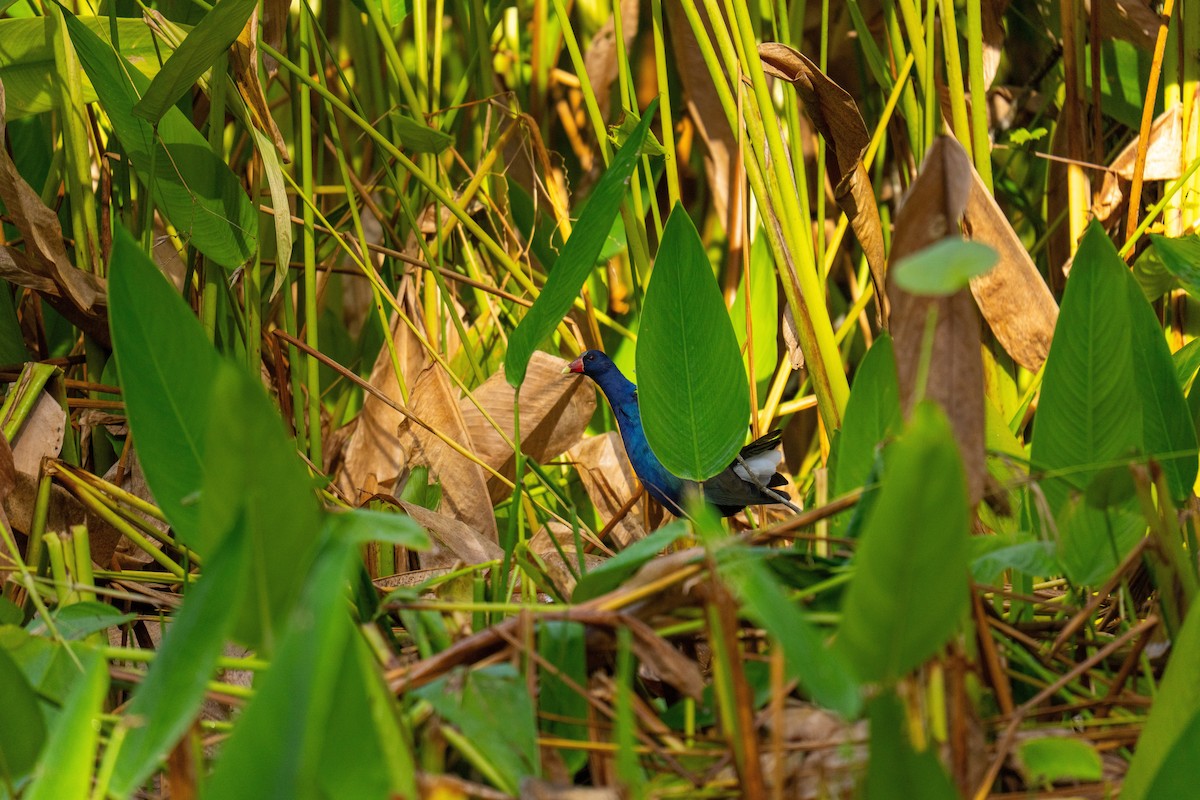 Purple Gallinule - ML646360335