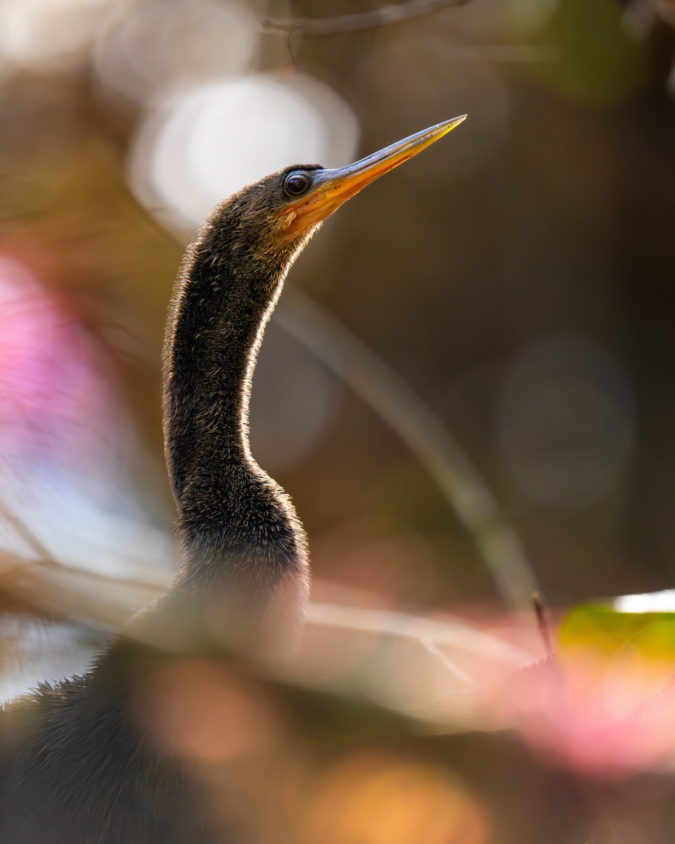 Anhinga - ML646360338