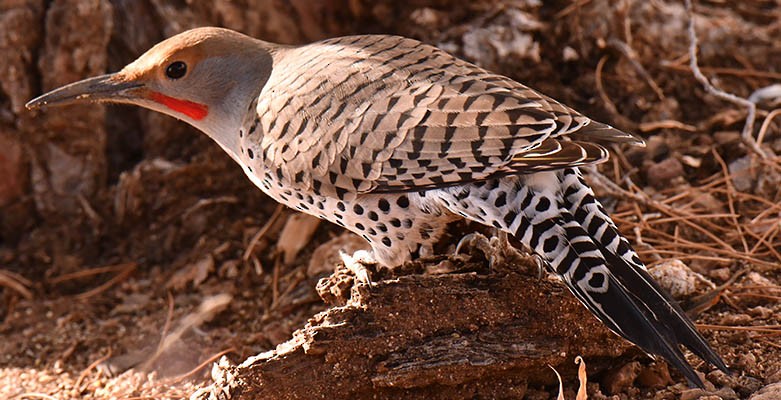 datel zlatokřídlý - ML646360340