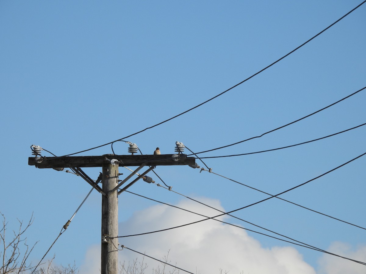American Kestrel - ML646360345