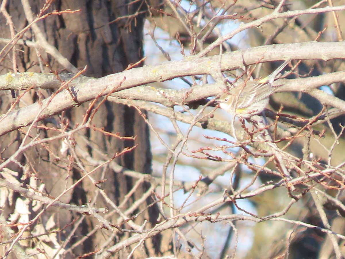 Yellow-rumped Warbler - ML646360346