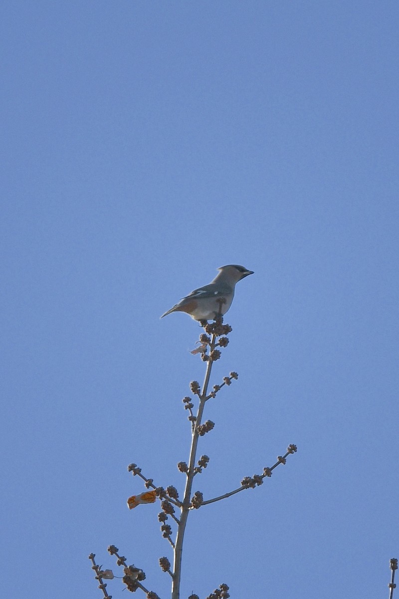 Bohemian Waxwing - ML646360347