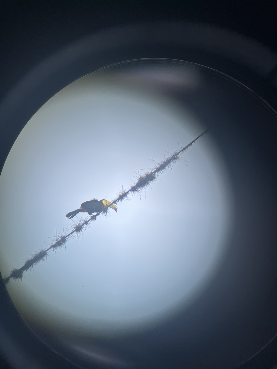 サンショクキムネオオハシ - ML646360349