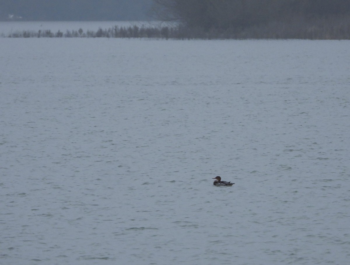 Red-breasted Merganser - ML646360350