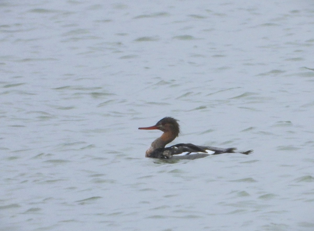 Red-breasted Merganser - ML646360351