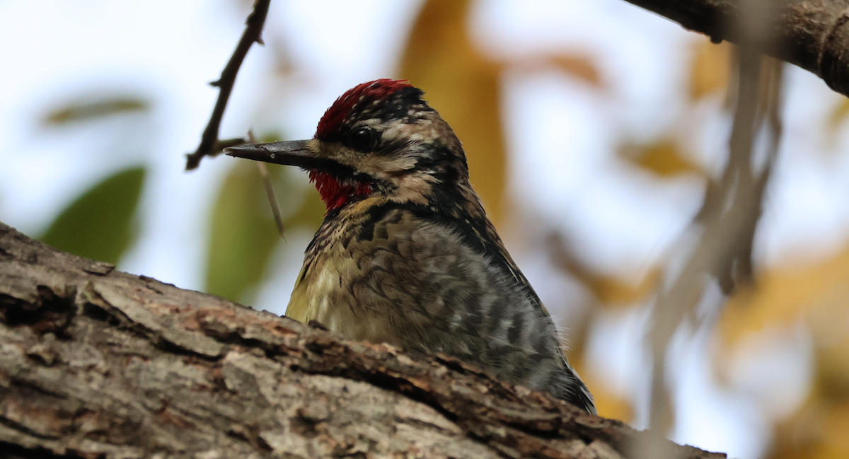 Yellow-bellied Sapsucker - ML646360358