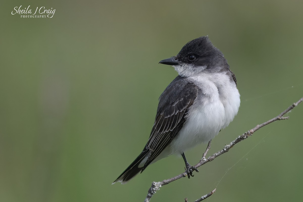 Tirano Oriental - ML646360359