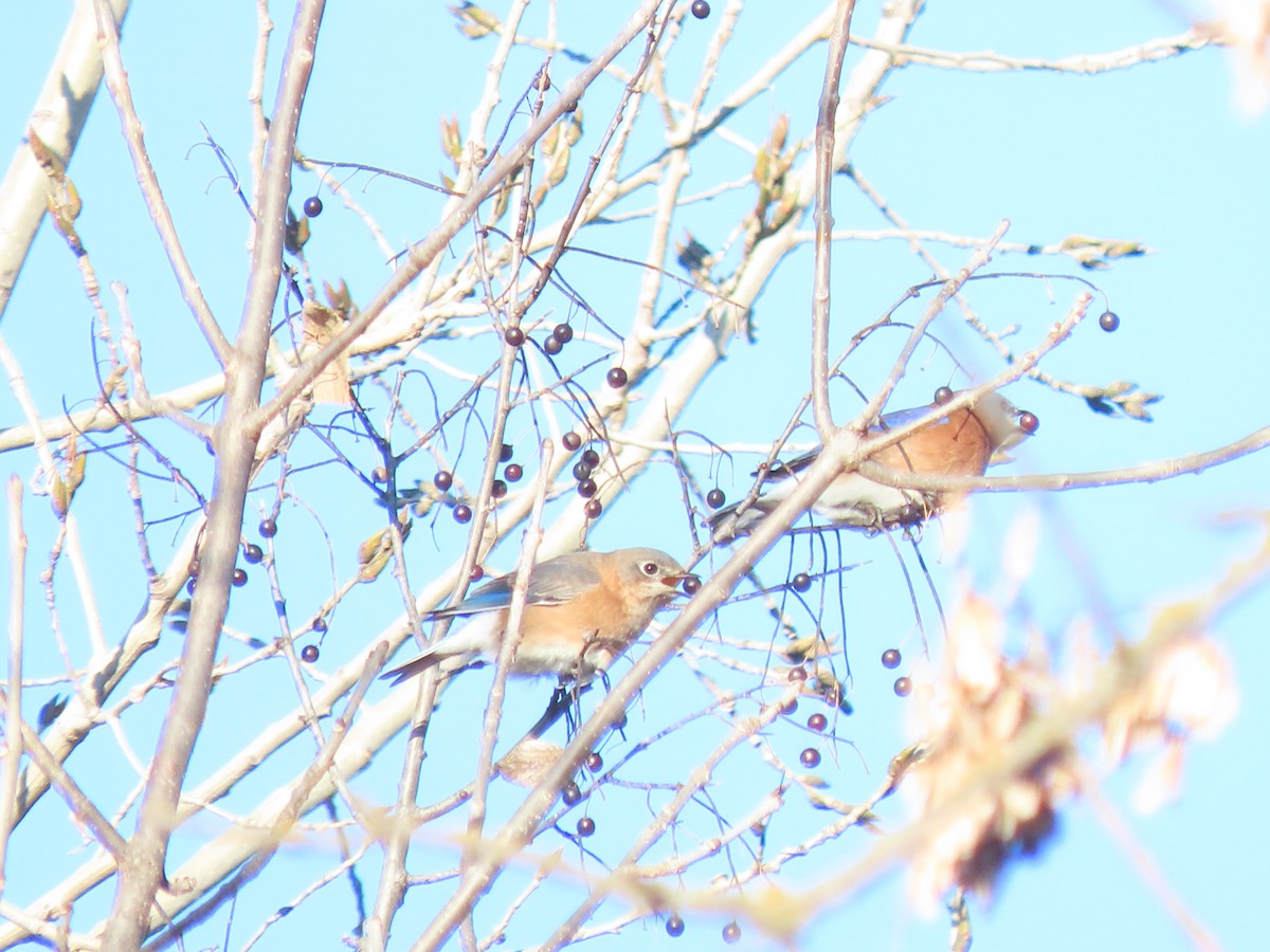 Eastern Bluebird - ML646360360