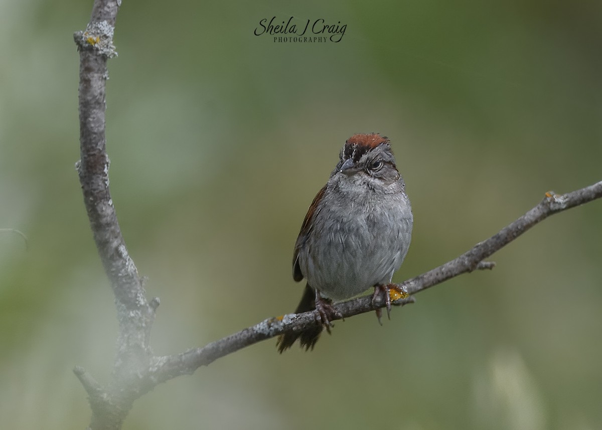 Swamp Sparrow - ML646360364