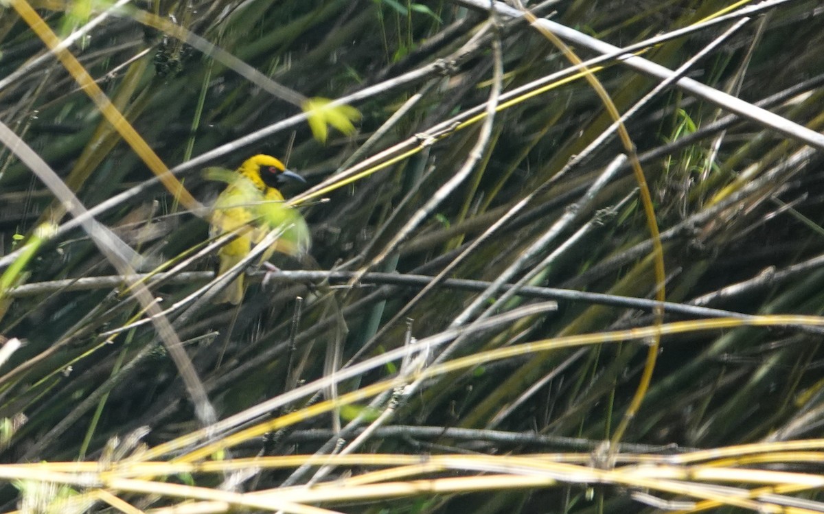 Village Weaver (Spot-backed) - ML646360365