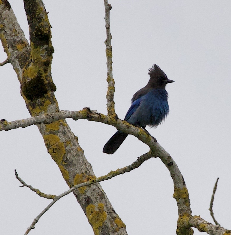 Steller's Jay - ML646360366