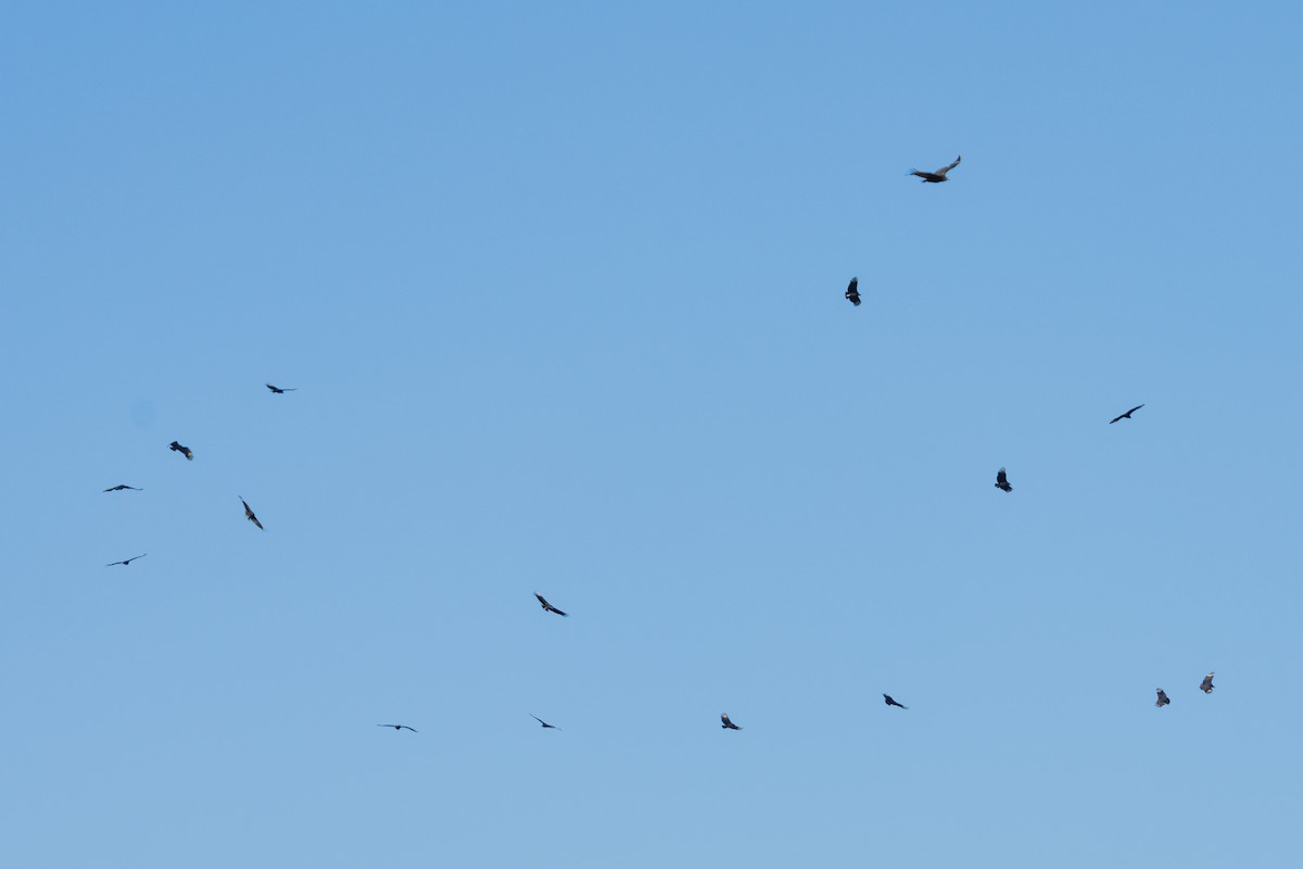 Black Vulture - ML646360367