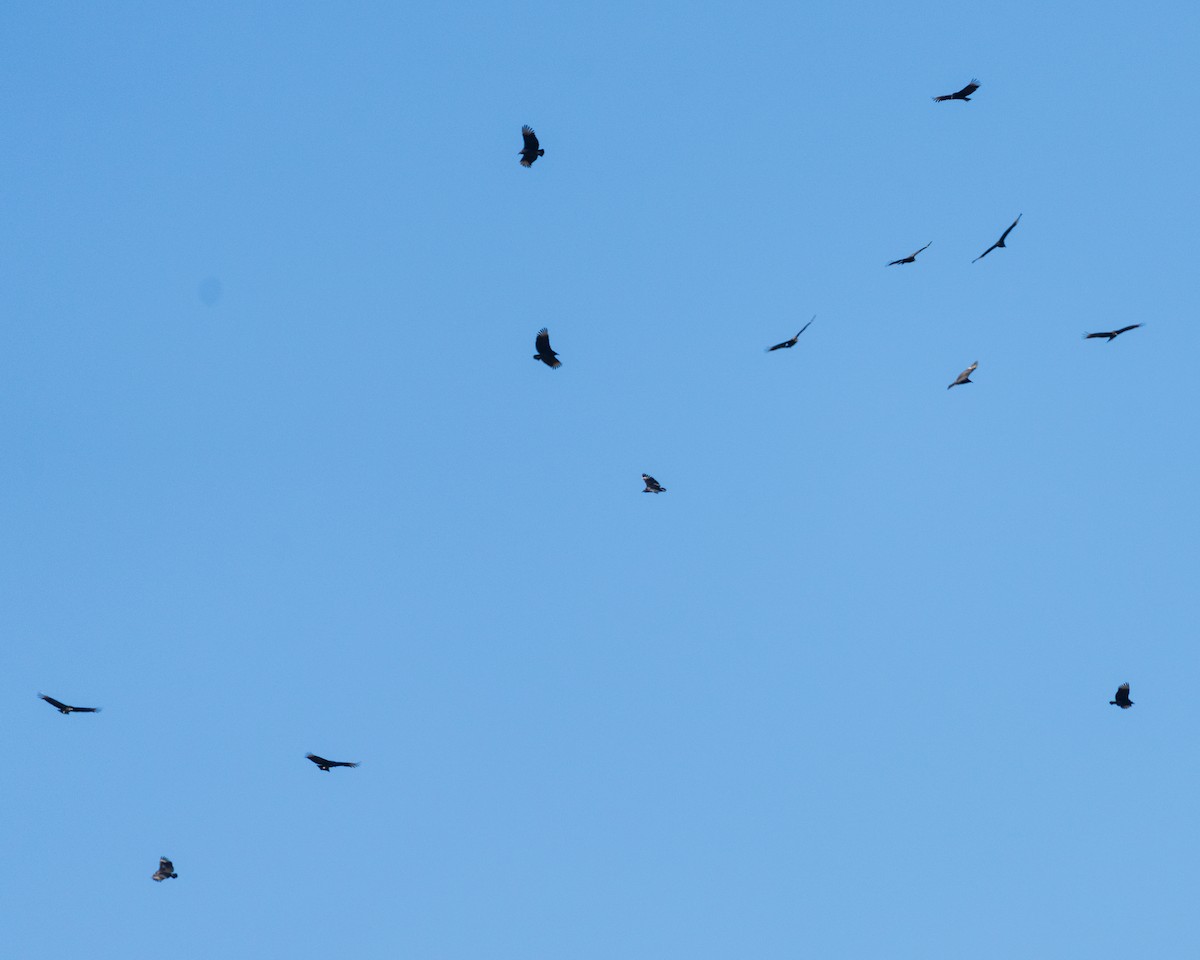 Black Vulture - ML646360368