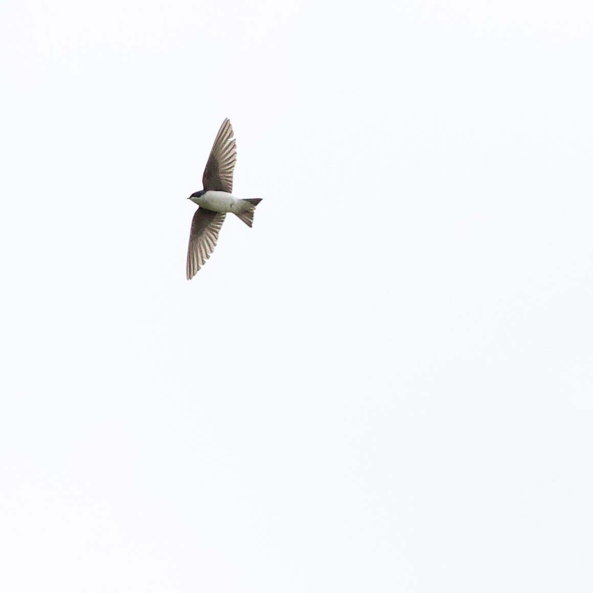 Tree Swallow - ML646360373