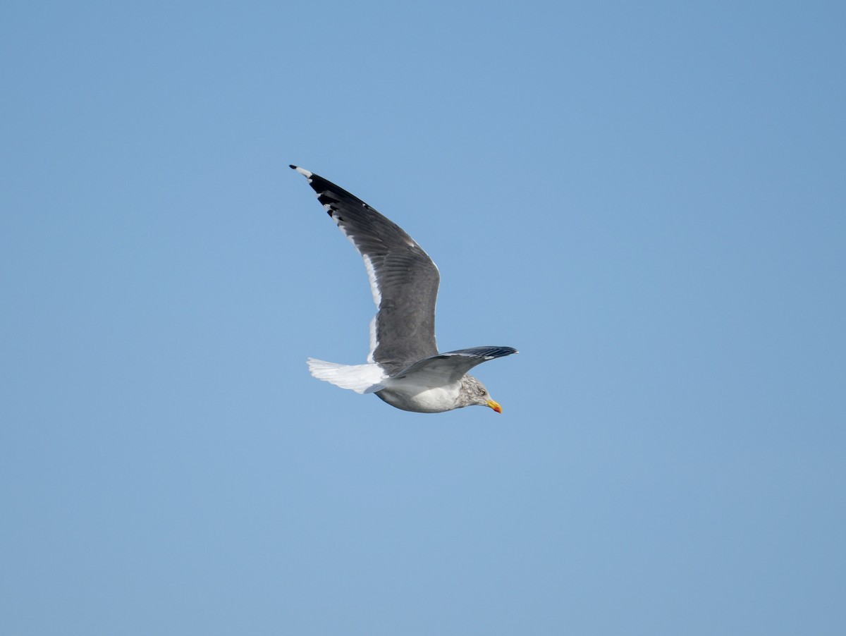 Lesser Black-backed Gull - ML646360376