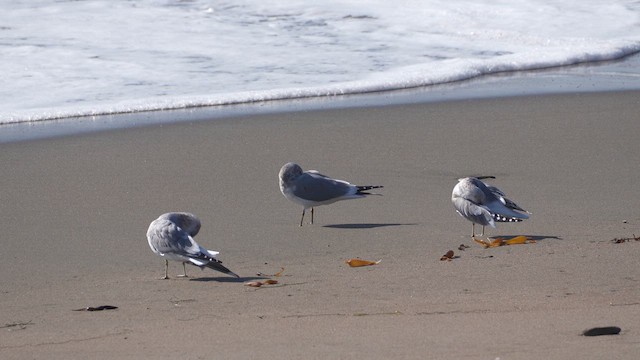 Short-billed Gull - ML646360377