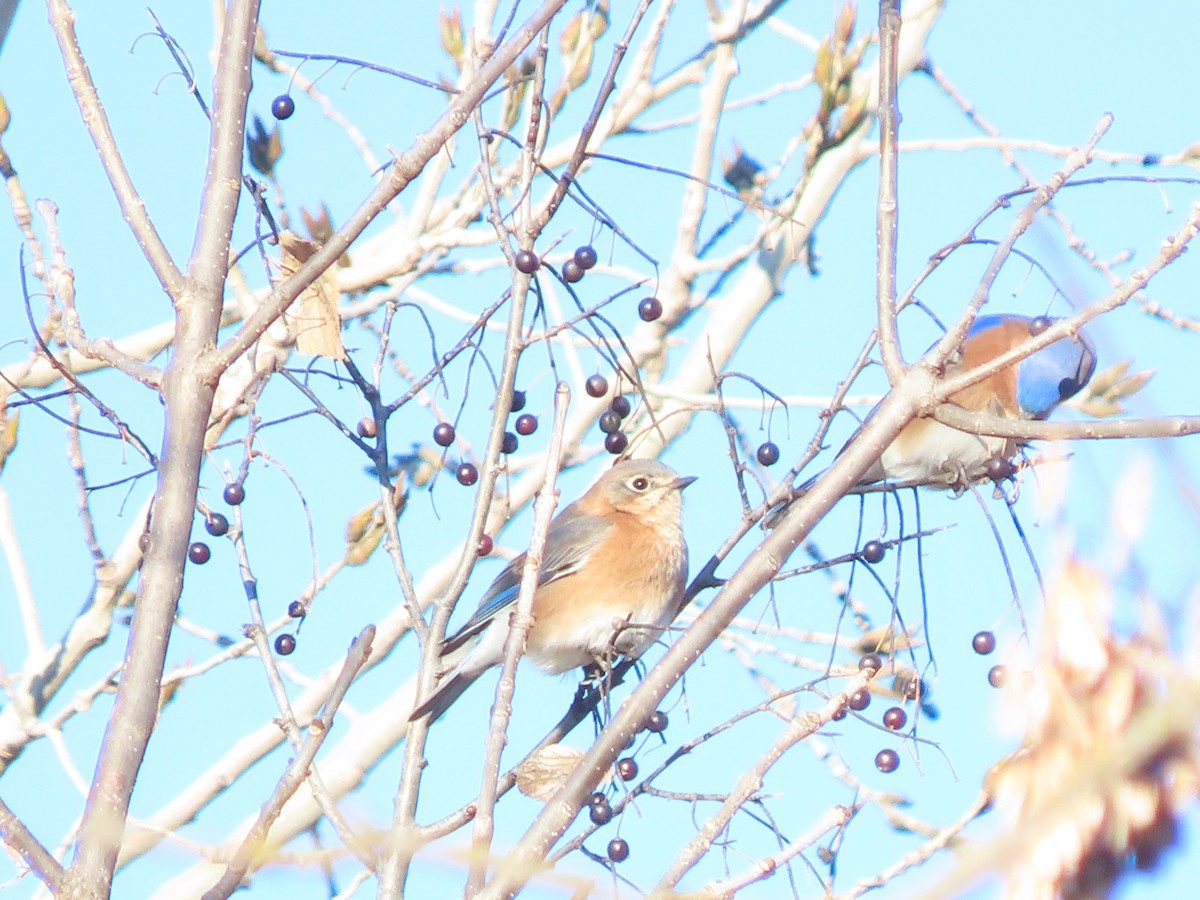 Eastern Bluebird - ML646360378