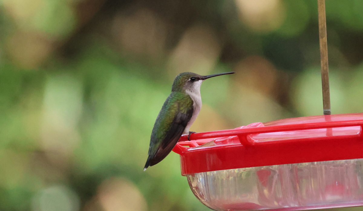 Ruby-throated Hummingbird - ML646360379