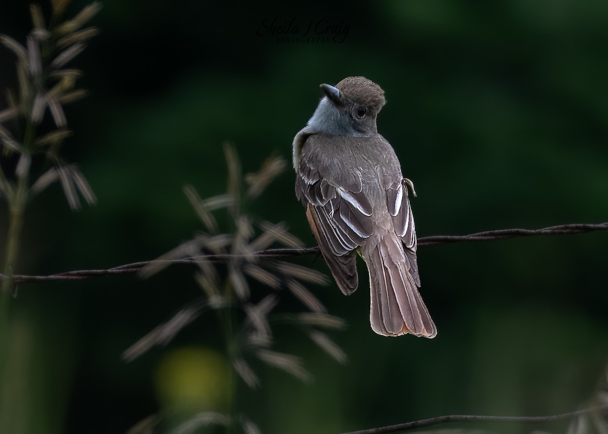 Great Crested Flycatcher - ML646360380