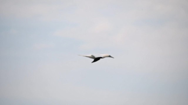 Northern Gannet - ML646360383