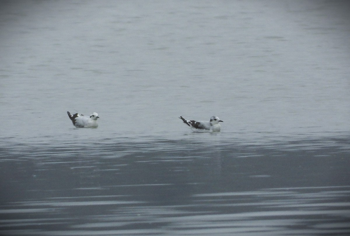 Little Gull - ML646360384