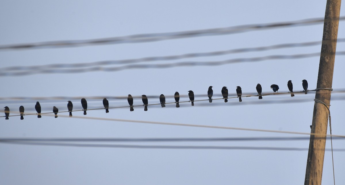 Bronzed Cowbird (Bronzed) - ML646360391