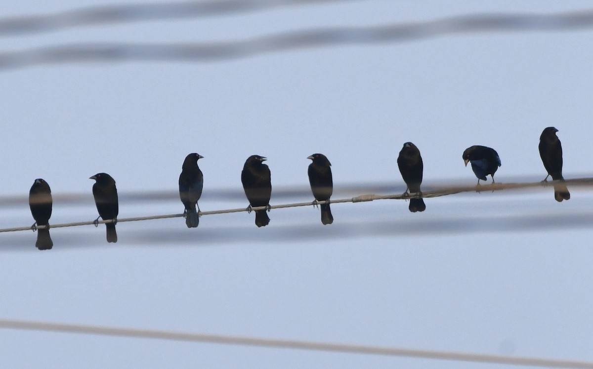 Bronzed Cowbird (Bronzed) - ML646360392