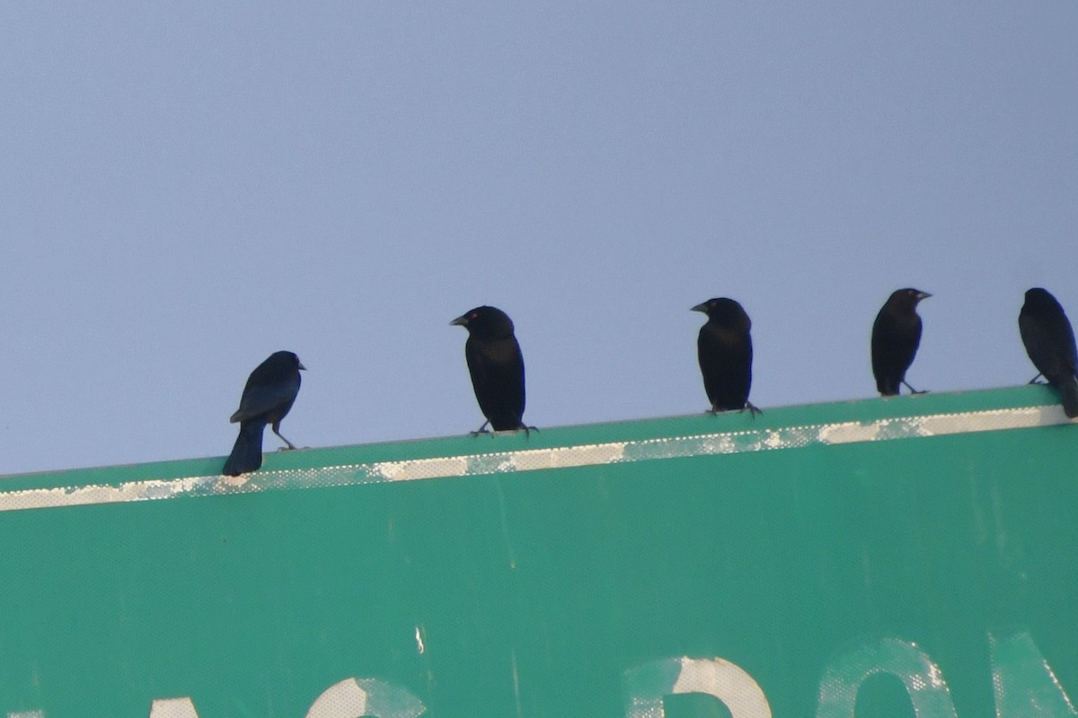 Bronzed Cowbird (Bronzed) - ML646360393