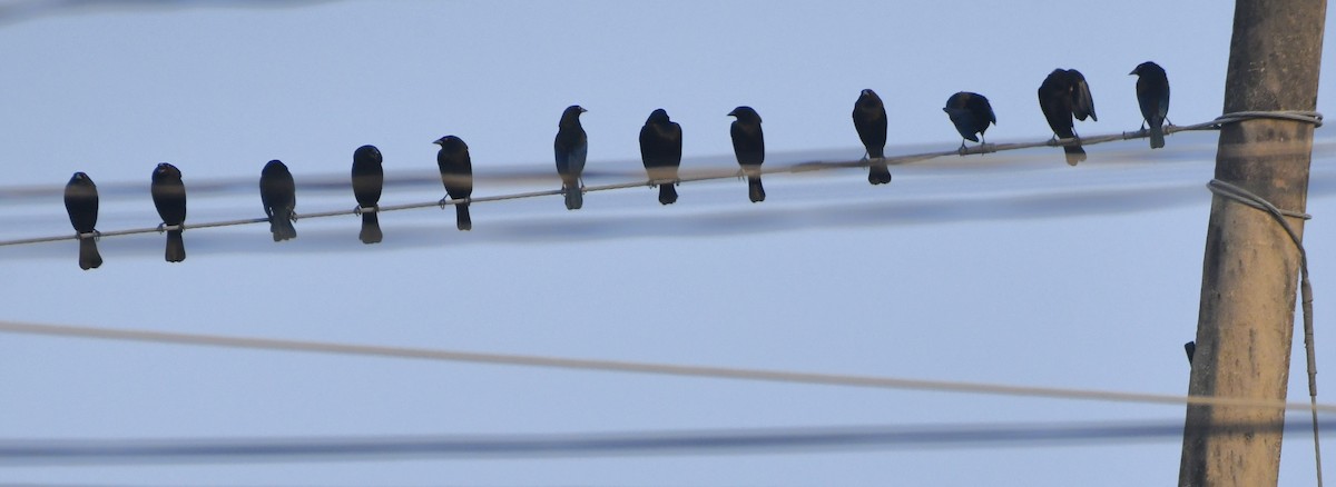 Bronzed Cowbird (Bronzed) - ML646360394