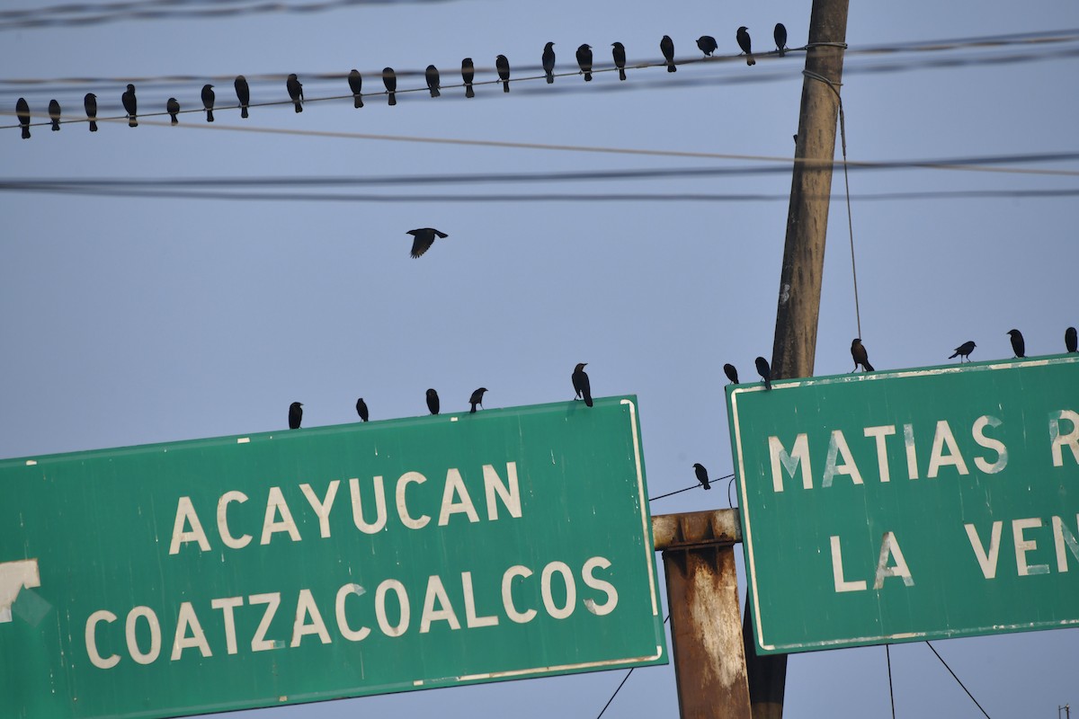 Bronzed Cowbird (Bronzed) - ML646360395