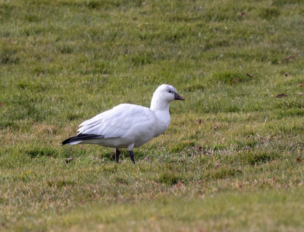 Ross's Goose - ML646360396