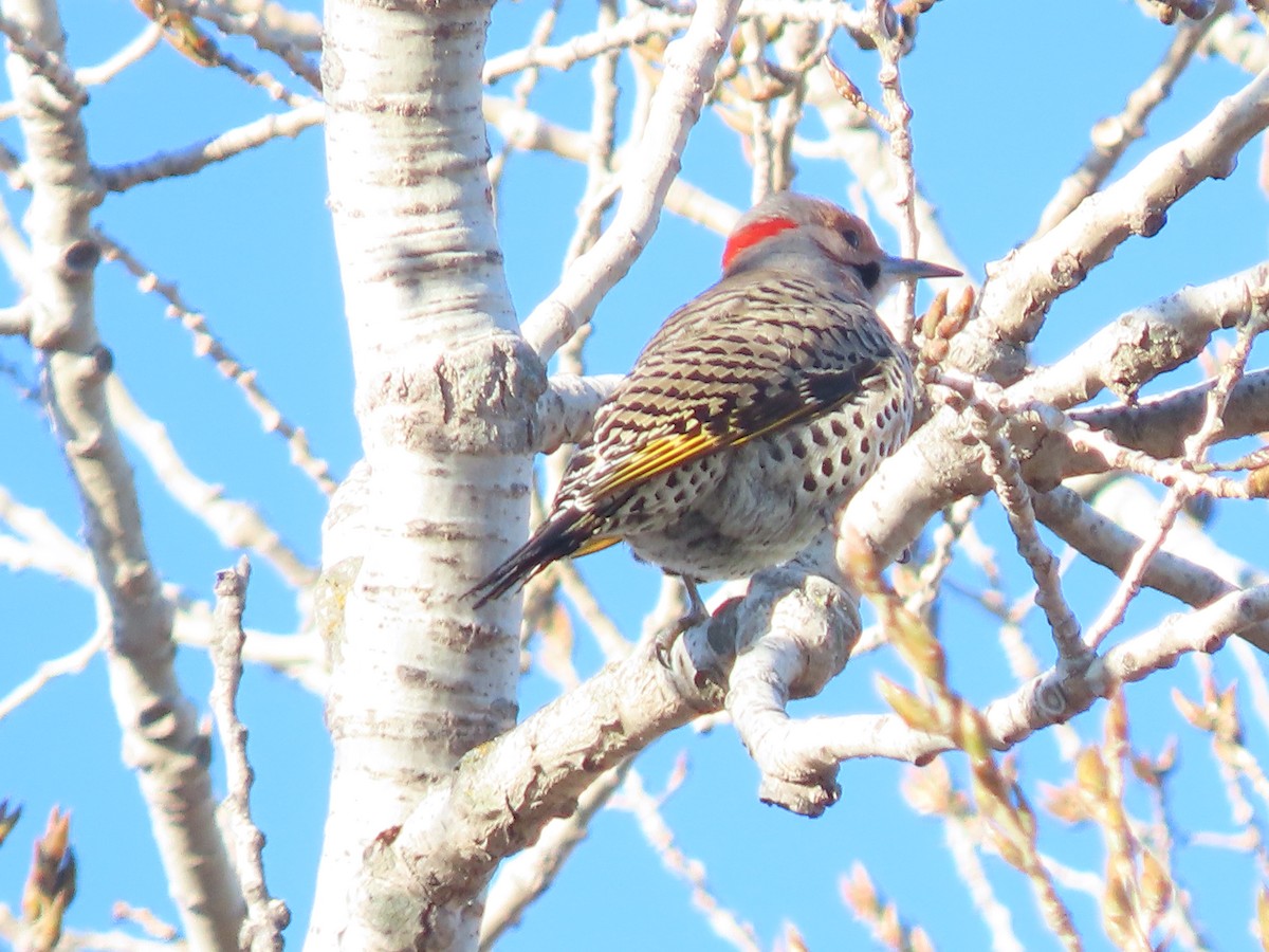 Northern Flicker - ML646360403
