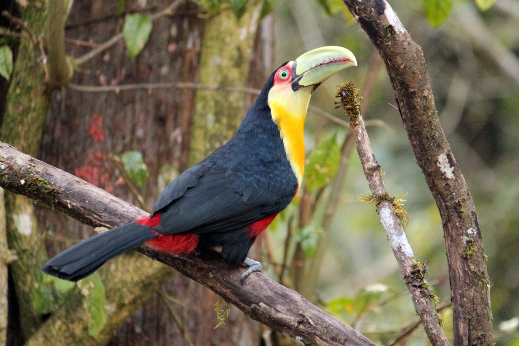 Red-breasted Toucan - ML64636041