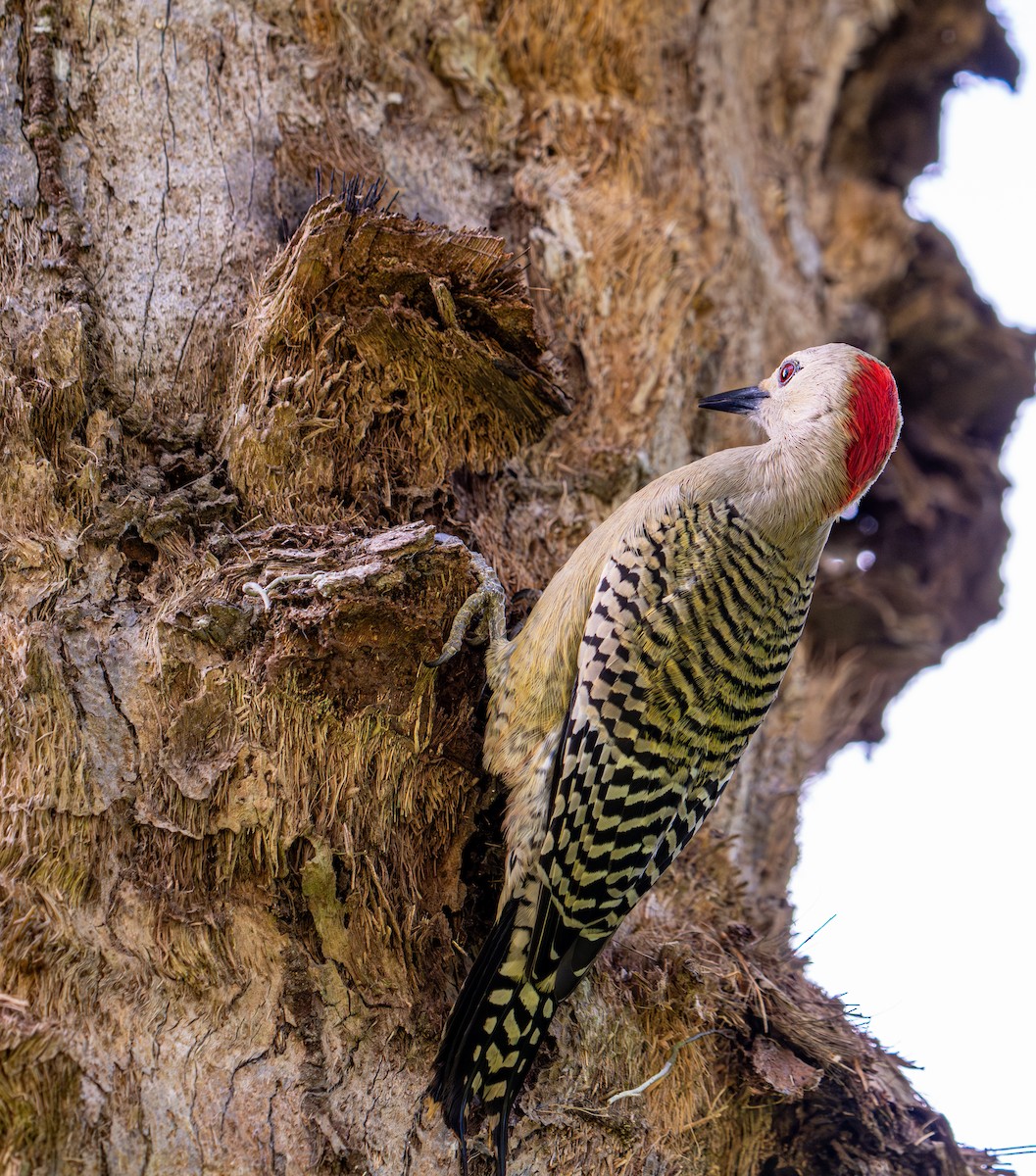 Багамский дятел - ML646360420