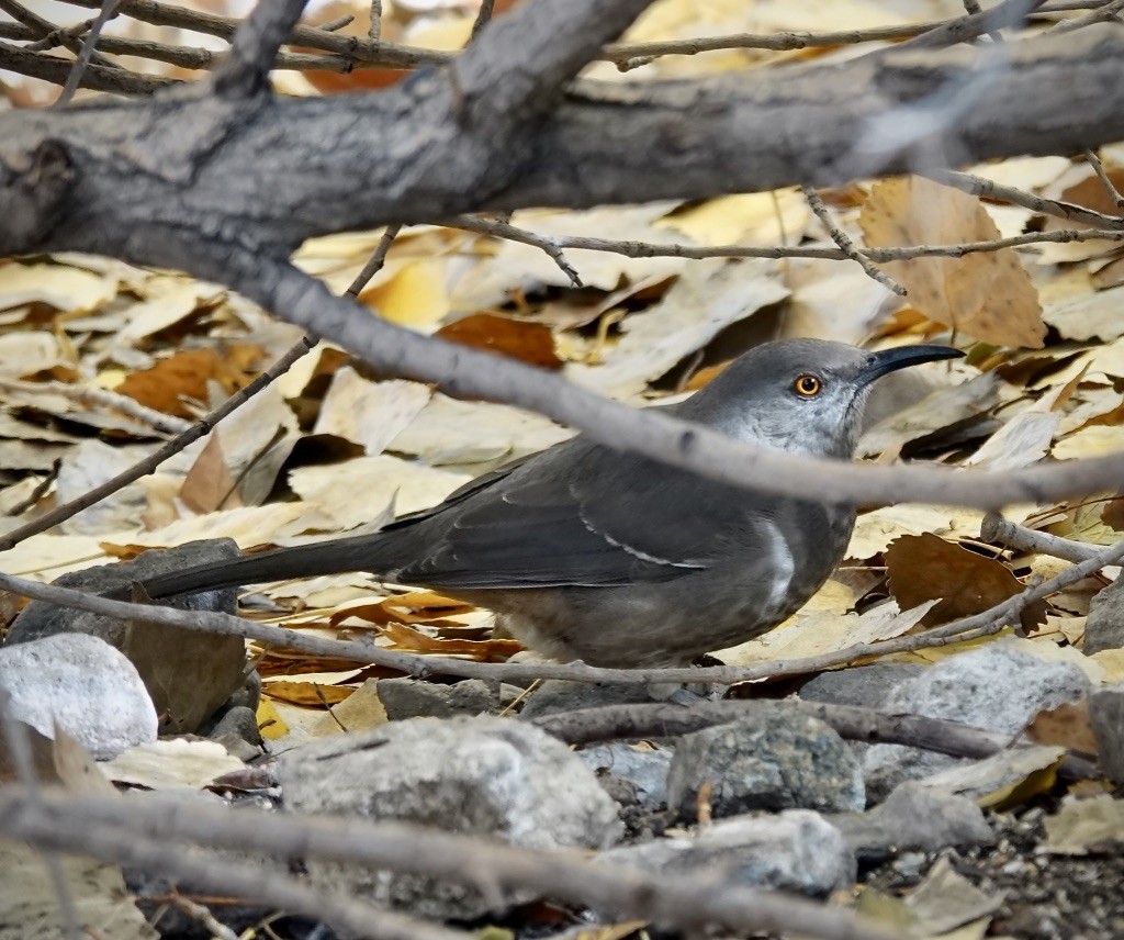 Curve-billed Thrasher (curvirostre Group) - ML646360421