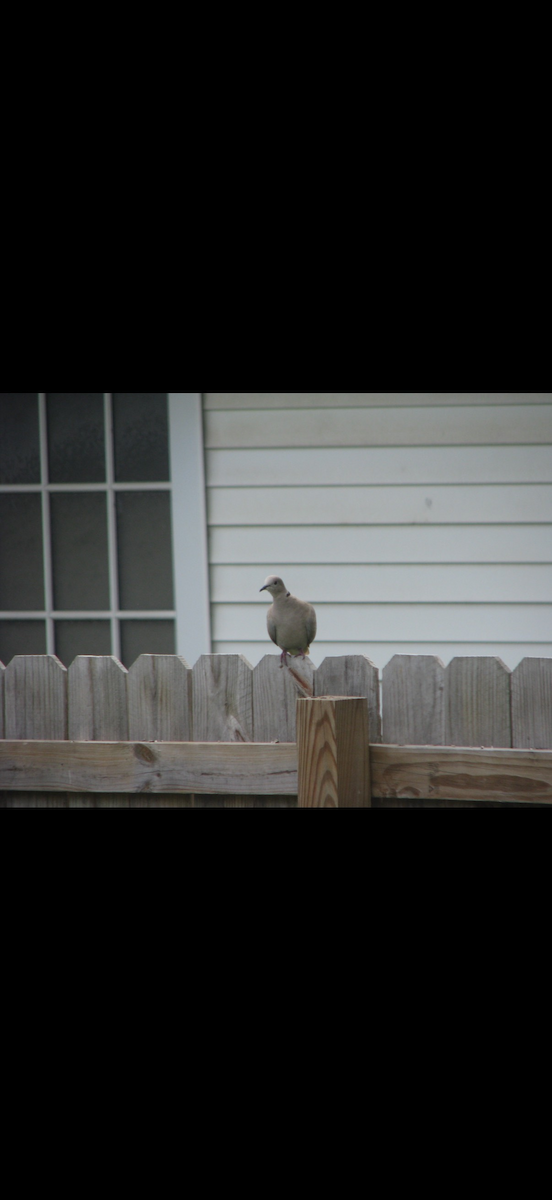 Eurasian Collared-Dove - ML646360427