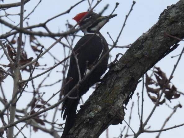 Pileated Woodpecker - ML646360429