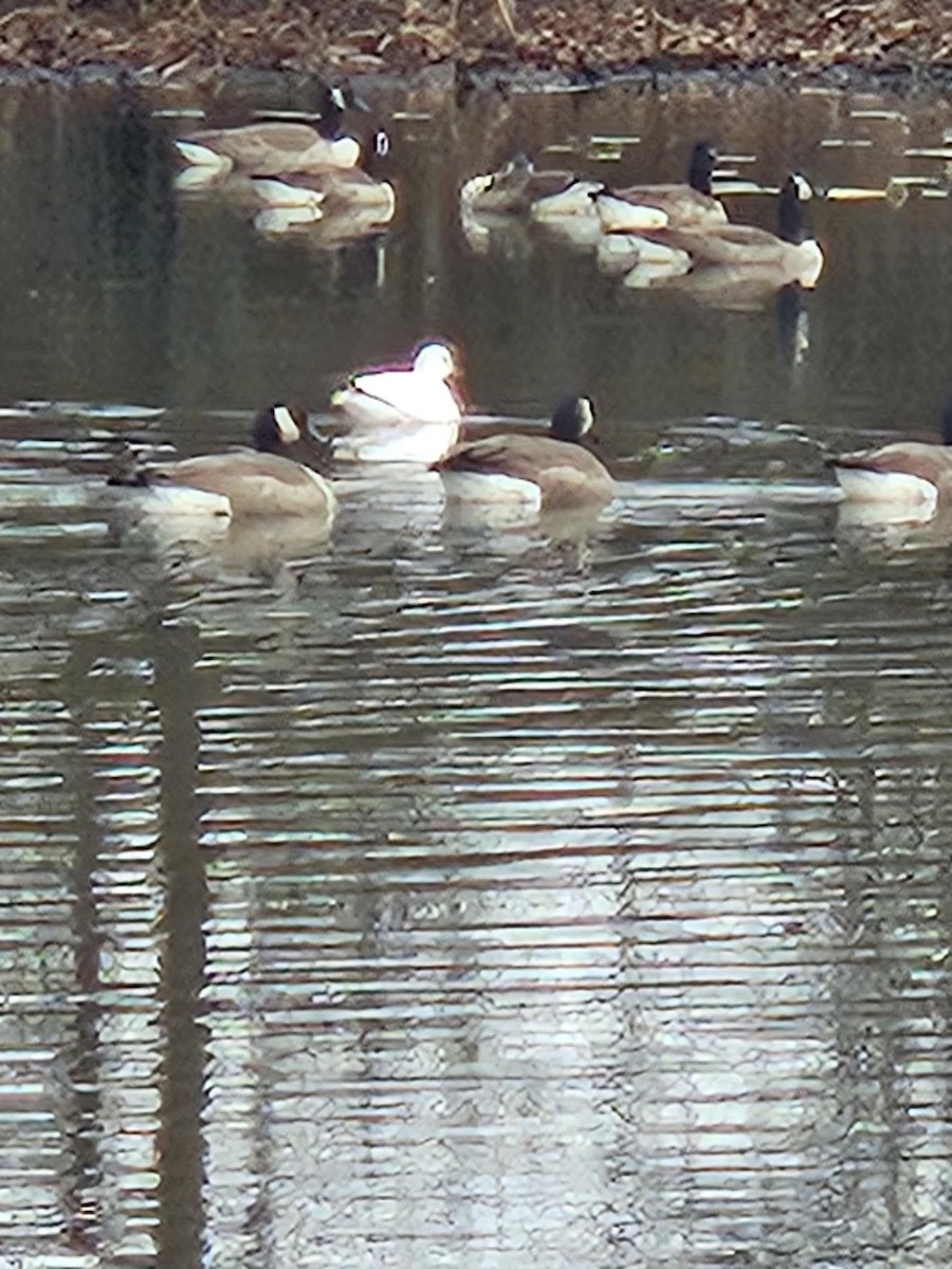 husa bělostná - ML646360431