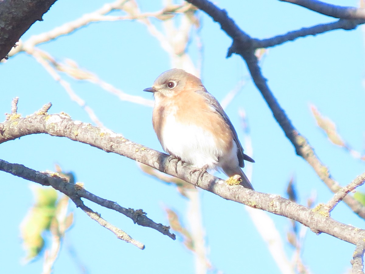 Eastern Bluebird - ML646360432