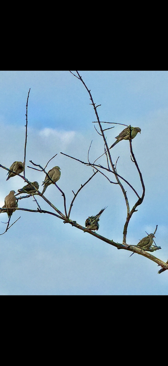 Mourning Dove - ML646360433