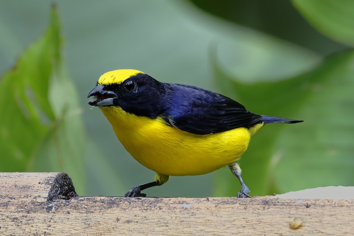 Thick-billed Euphonia - ML646360434