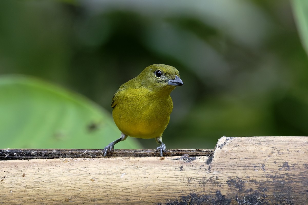 Thick-billed Euphonia - ML646360435