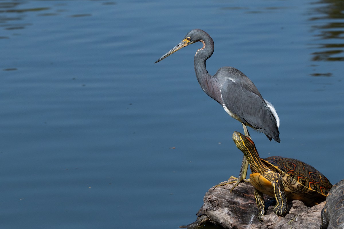 Tricolored Heron - ML646360436