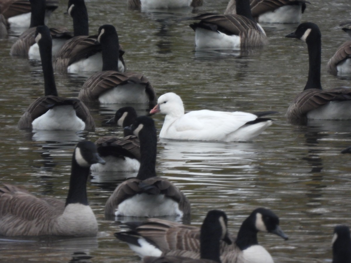 husa bělostná - ML646360437