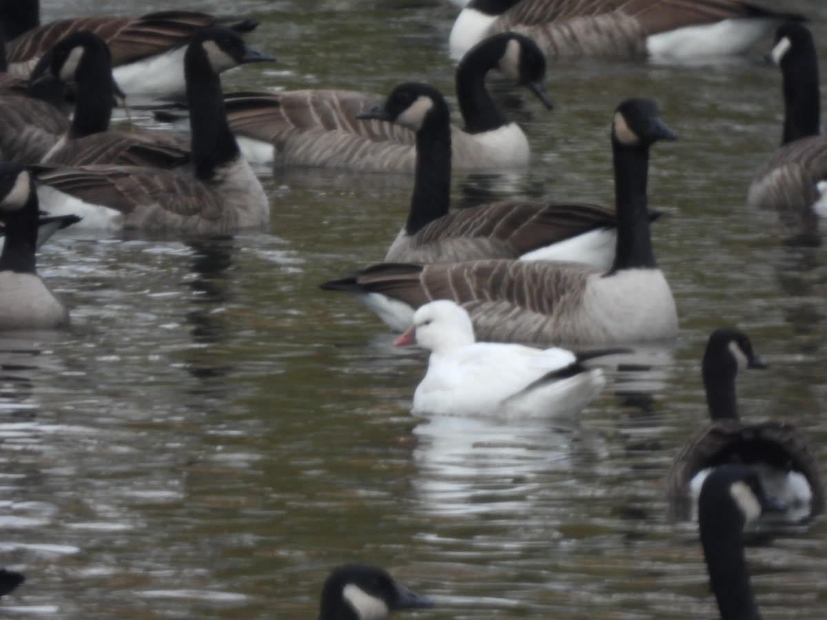 husa bělostná - ML646360438