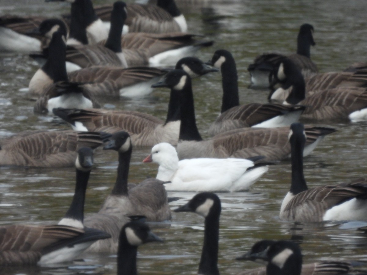 husa bělostná - ML646360439