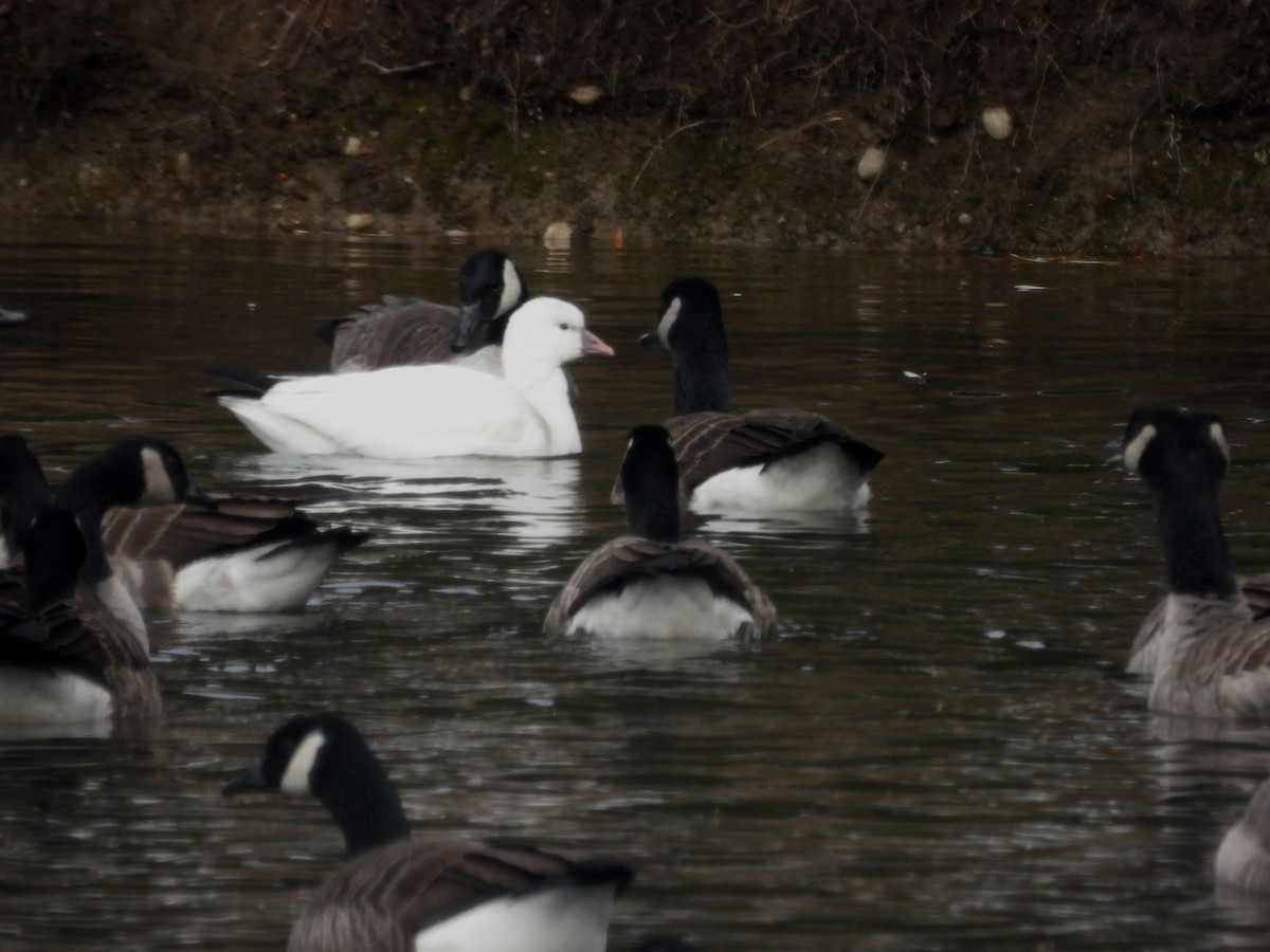 husa bělostná - ML646360440